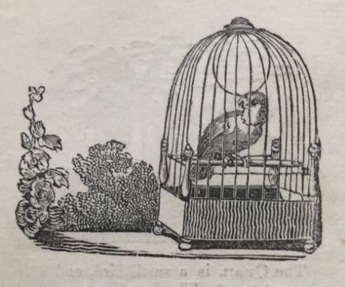 History Of Birds